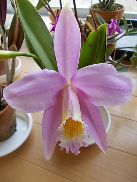 L. jongheana 'Hakushu' 20130417-3