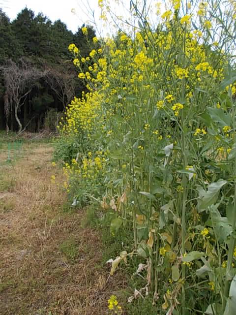 Mustard 20130423