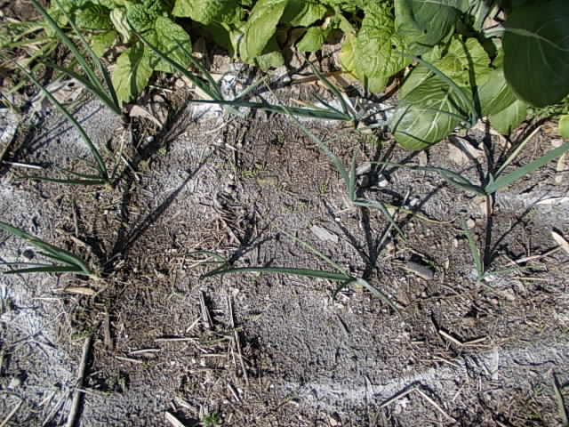 Onion 20130228