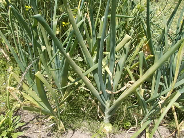 Onion 20130508