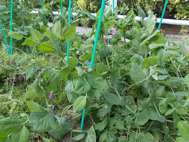 Pea Unzenoosaya 20130429