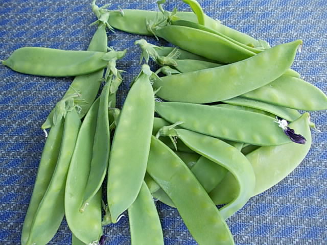 Pea Unzen Oosaya 20130508