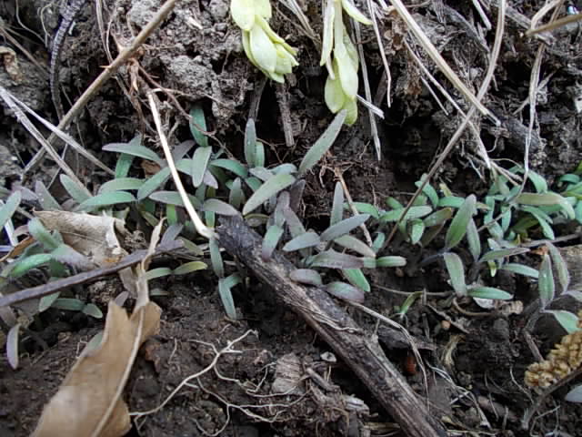 Phacelia tanacetifolia 20130423