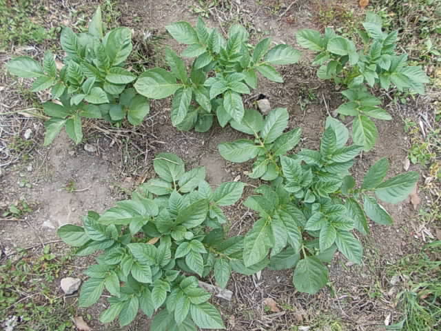 Potato Tokachikogane 20130429