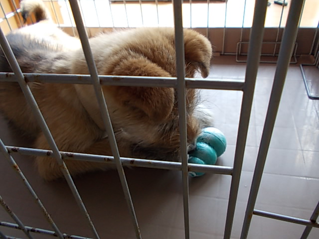 Saku with a kong 20130227