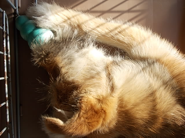 Saku enjoying a kong 20130312