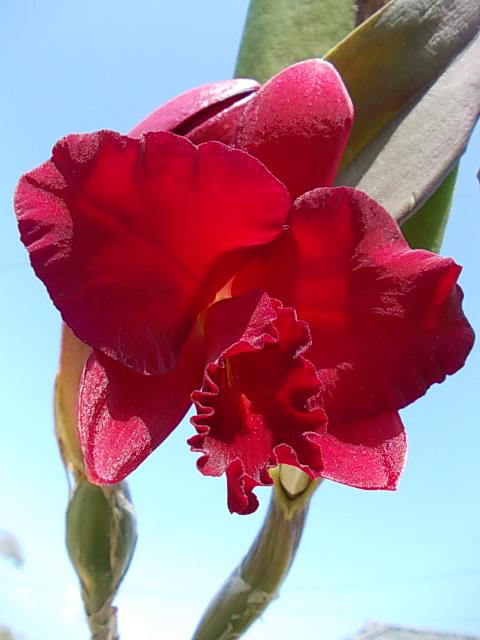 Slc. Dixie Jewels 'Suzuki' 20130413