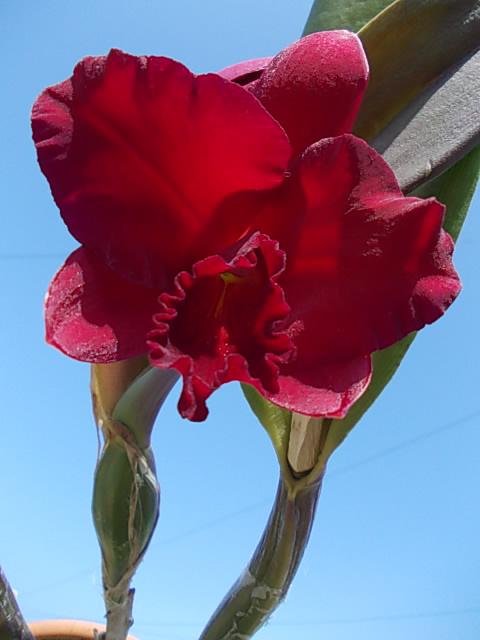 Slc. Dixie Jewels 'Suzuki' 20130413-2