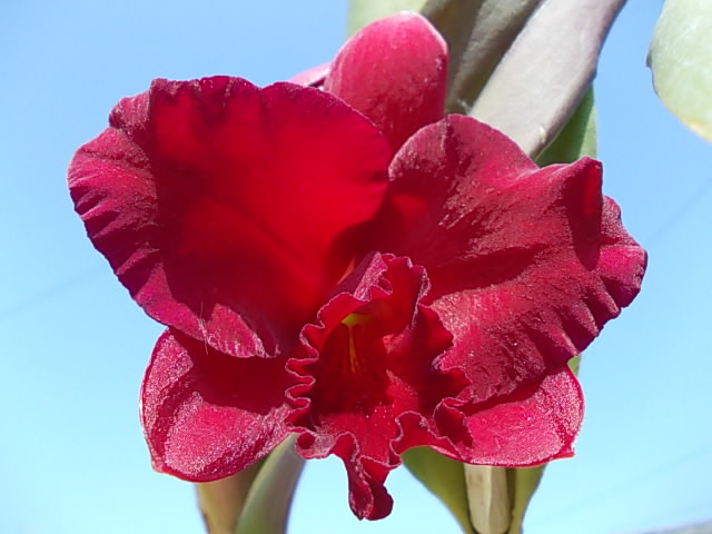 Slc. Dixie Jewels 'Suzuki' 20130413-3