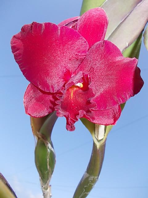 Slc. Dixie Jewels 'Suzuki' 20130413-6