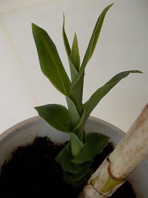 Thunia brymeriana 20130521