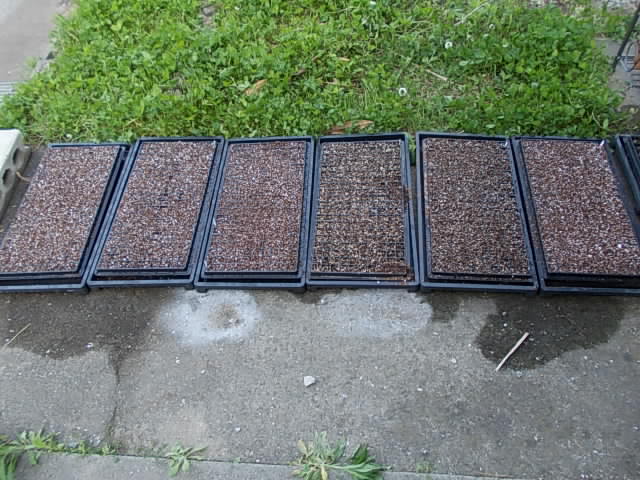 Tray 20130428
