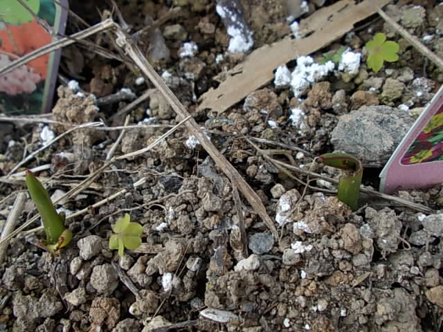 Tulip 20130222