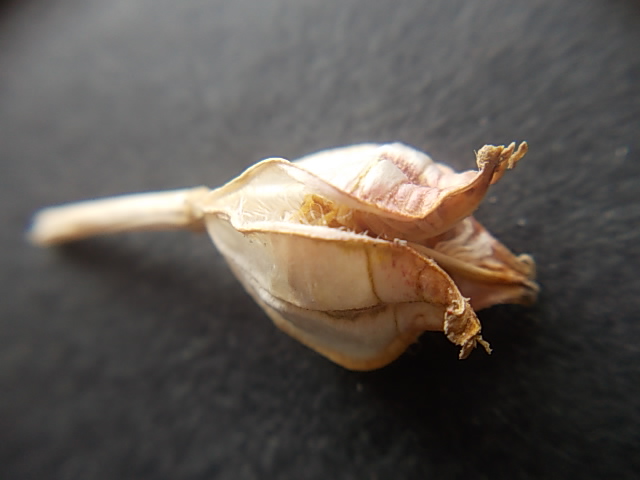 Tulip clusiana 'Cynthia' 20130527