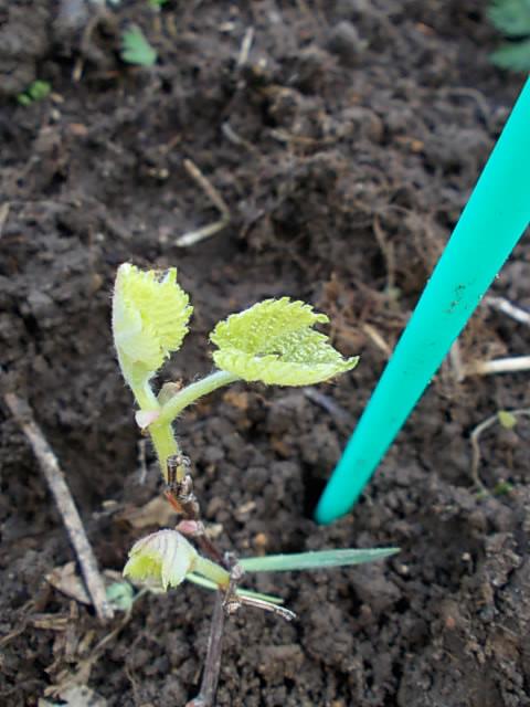 Vitis coignetiae Sado 20130407