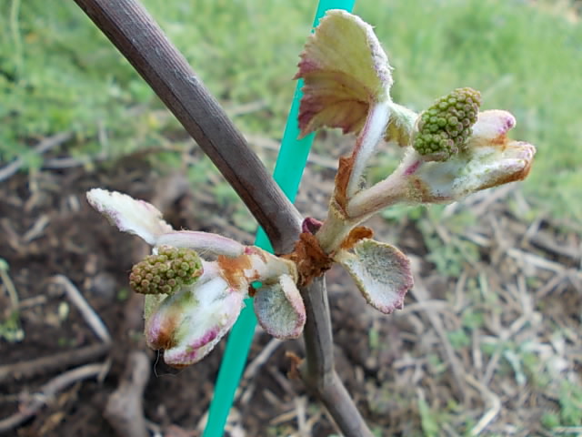 Vitis coignetiae Shikonnoshizuku 20130407