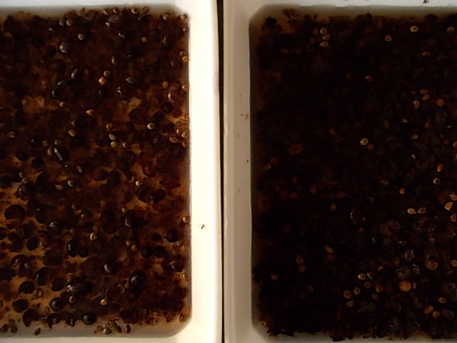 Vitis ficifolia var. sinuata 20130222