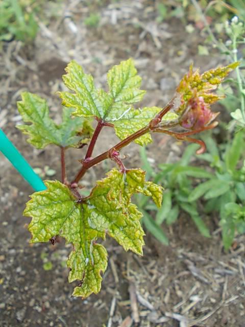 Vitis ficifolia var. sinuata 20130423