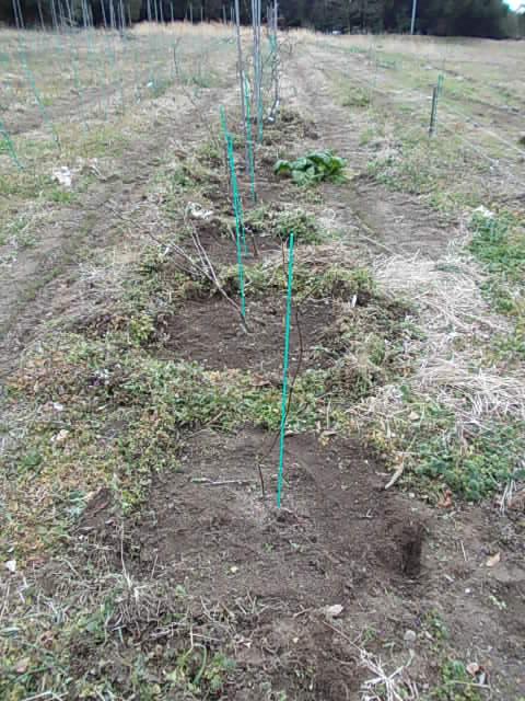 Grapevines 20140125