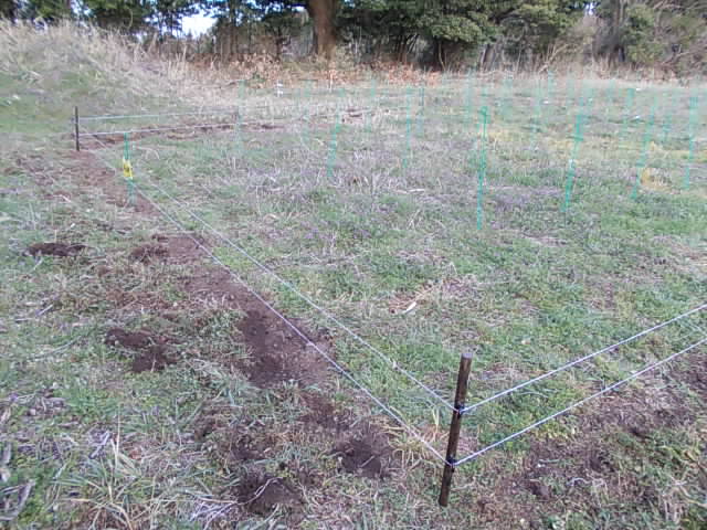 Vineyard 20130311