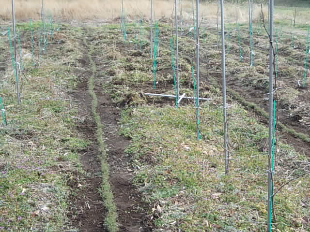 Vineyard 20140201