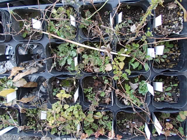 Wild grapevines 20130222