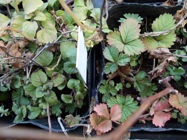Wild grapevines 20130222-2