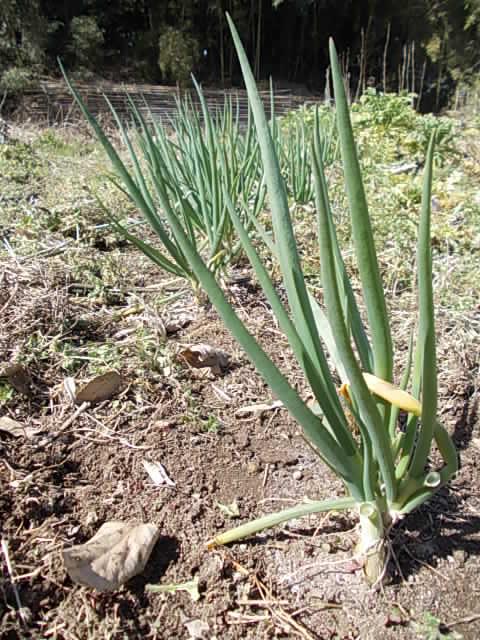 Wakegi spring onion 20130228