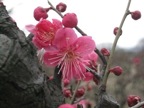 IMG_0014b.jpg