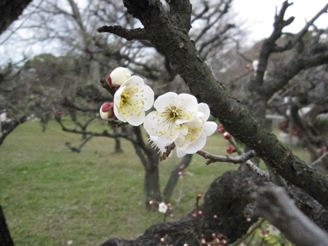 IMG_0020b.jpg