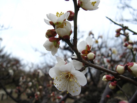 IMG_0035b.jpg