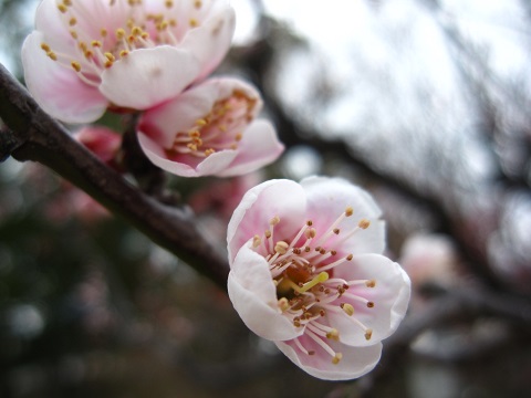 IMG_0040b.jpg