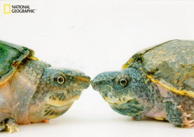 【postcrossing/forum(5)】I want....(request tag)受