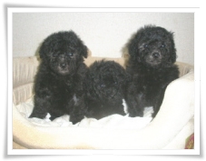 p_puppy_110509_11.jpg