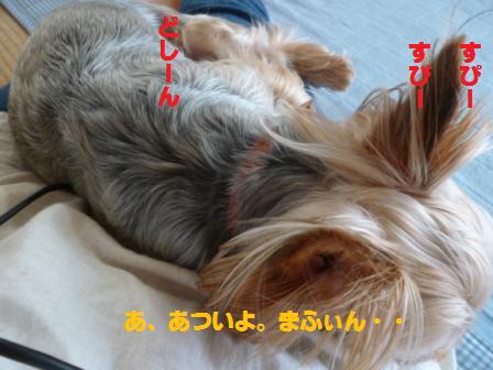 P1020139.jpg