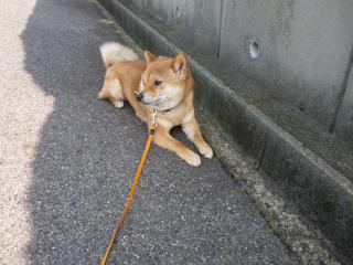 ミニストップ