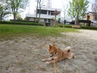 とりか…。