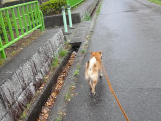 大雨