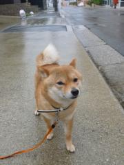 雨いやだな