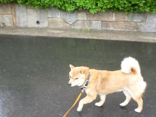 はやくかえろ