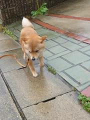 あめあめ