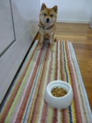 ごはん好き
