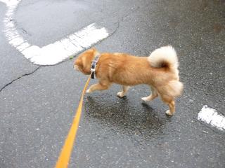 雨いや