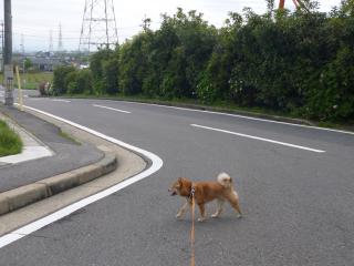 にげろっ!