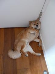 ここ涼しいよ