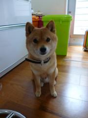 ボクのごはん