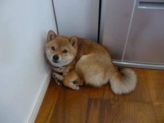 今日の朝