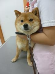 帰りたい