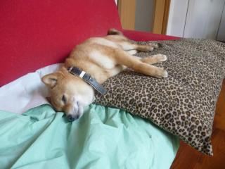 けさ