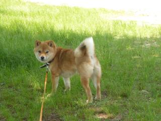 逃げ腰